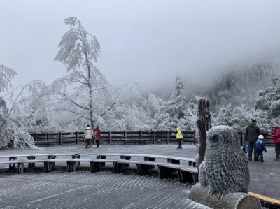 太平山喜迎低溫霧凇 銀白美景4